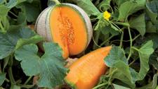 melon