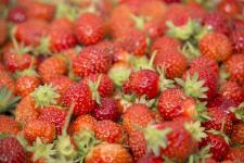 fraises