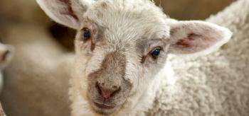 mouton