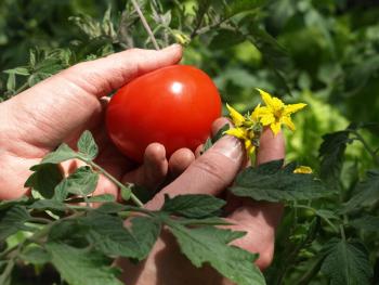 tomates