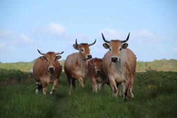 vaches