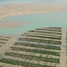 Oléron parc à huitres