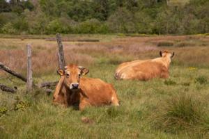 vaches dans les marais 