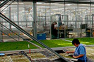 producteur de légumes