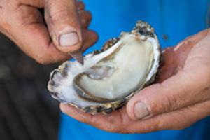 ouverture d'une huitre