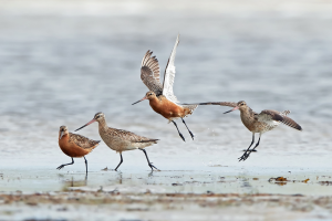 photo d'oiseaux barge rousse