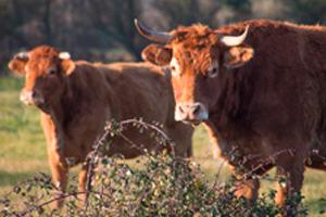 vaches dans un champs