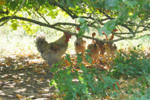 poules