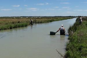 canaux dans les marais