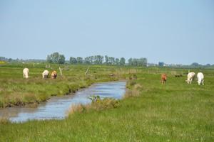 Les marais : l’une des caractéristiques communes des trois territoires.